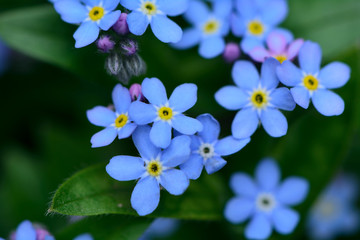 ワスレナグサの青くて可愛い花が咲く