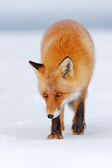 Obraz premium Beautiful orange coat animal nature. Wildlife Europe. Detail close-up portrait of nice fox. Red fox in white snow. Cold winter with orange fur fox. Hunting animal in the snowy meadow, Japan.