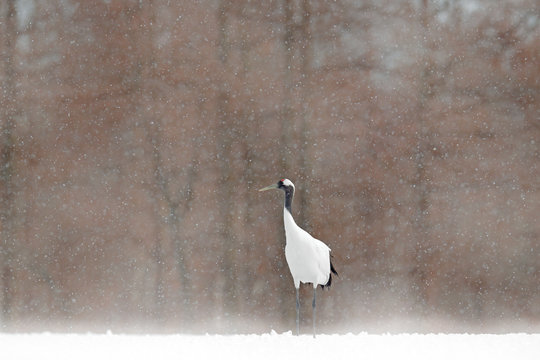 White Red-crowned crane with einter forest, with snow storm, Hokkaido, Japan. Bird in fly, winter scene with snowflakes. Snow dance in nature. Wildlife scene from snowy nature. Cold winter.
