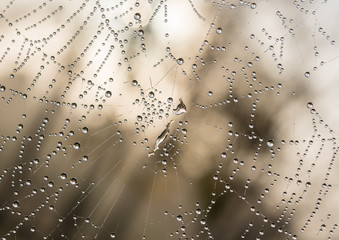 The dewdrops on a spiderweb at morning