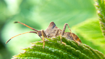 Beetle in green foliage on a green forest background macro photo