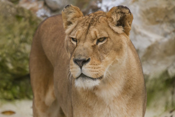 Naklejka na ściany i meble Close-up photo portrait of an alert Barbary lioness