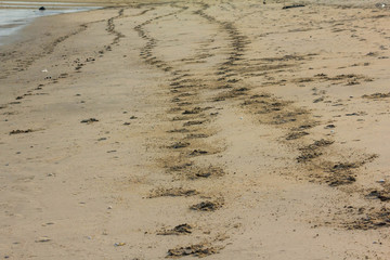  Horse footprint on the beach