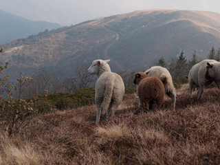 flock of sheep grazing on the autumn mountain meadows