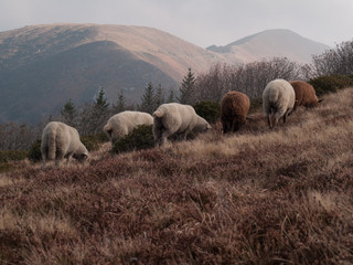 flock of sheep grazing on the autumn mountain meadows