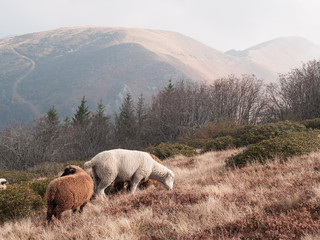 flock of sheep grazing on the autumn mountain meadows