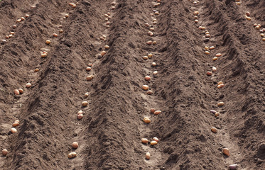 Planting potatoes in the spring for harvest.