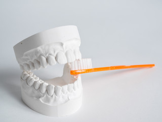 Oral hygiene health concept close up orange toothbrush in dental gypsum model plaster isolated