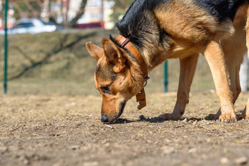 German Shepherd looking for a trace