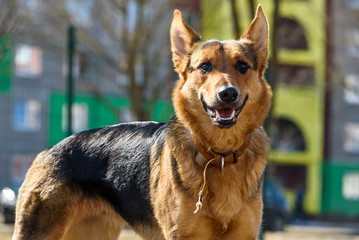 Portrait of a German Shepherd on the street