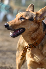 Portrait of a German Shepherd on the street