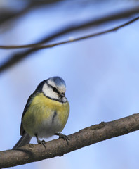 Blue tit, Parus caeruleus, resting on a branch in Finland.