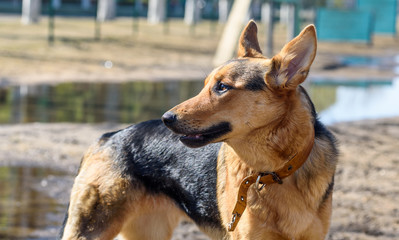 Portrait of a German Shepherd on the street