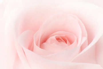 Fototapeta na wymiar Closeup of a lovely pink rose (Rosaceae).
