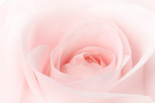 Closeup of a lovely pink rose (Rosaceae).