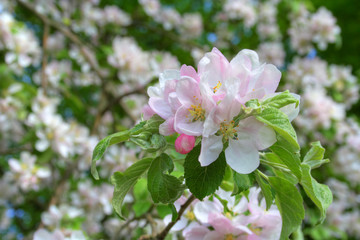 Obraz na płótnie Canvas Apple blossom in spring time. Germany