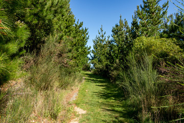 Fototapeta na wymiar New Zealand Pine Forest Walkway 