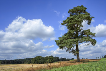 Pine between grain fields in late summer, Lüneburg Heath, Germany.
