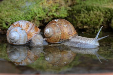 Weinbergschnecken; Wasserspiegelung;