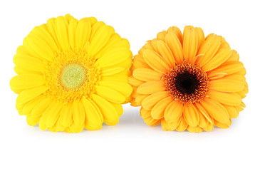 Wonderful yellow Gerberas (Asteraceae) isolated on white background, including clipping path without shade.