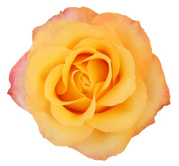 Wonderful Rose (Rosaceae) isolated on white background, including clipping path.