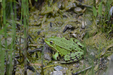 Teichfrosch sitzt am Ufer eines Teiches
