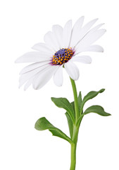 Wonderful white Daisy (Marguerite, Bornholmmargerite) isolated on white background