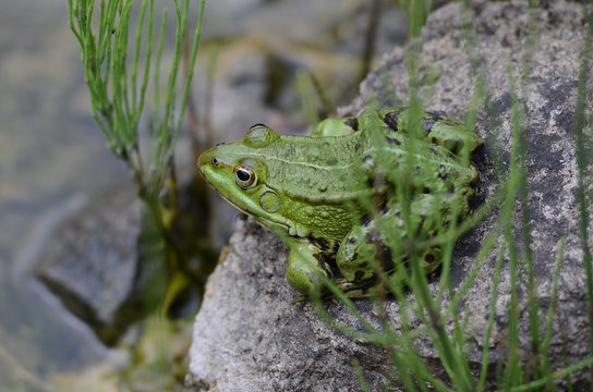 Teichfrosch
