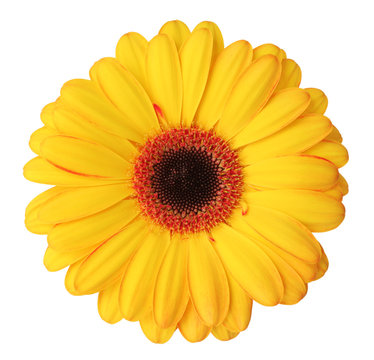 Fototapeta Wonderful yellow Gerbera (Asteraceae) isolated on white background, including clipping path.