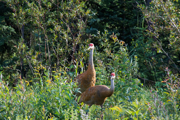 A Sandhill Crane Couple Mackenzie river, Northwest territories ( NWT) Canada
