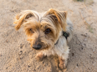 Wide angle of cute dog face. Top view Doggy with lovely expression. Yorkshire Terrier