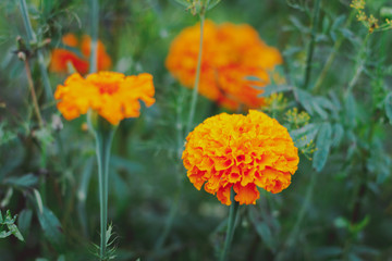 Tagetes in the garden. Tagetes garden flowers. Tagetes - magic flowers
