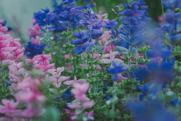 Blue, violet and pink flowers in the garden.