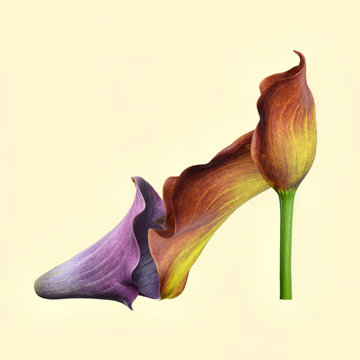 Flower shoe on plain background