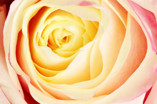 Closeup of a colorful rose (Rosaceae).