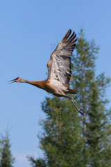 Sandhill crane flying. Mackenzie river, Northwest territories ( NWT) Canada