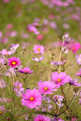 A sunny day in autumn, group shot of cosmos flowers in pink and white and reddish purple.The pink flowers are in focus. 