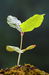 Rotbuchenkeimling