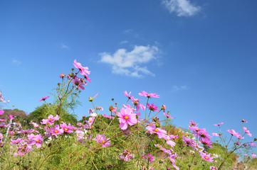 A sunny day in the autumn, pink cosmos flowers in the background of the sky © koufuu