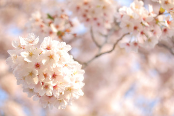 桜 花 春 満開 背景