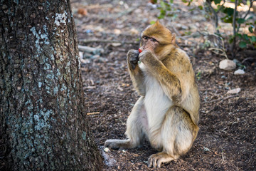 Barbary macaque monkey eating an apple in the forest