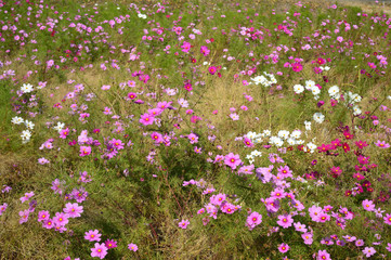 A sunny day in the autumn,a lot of cosmos flowers bloom © koufuu