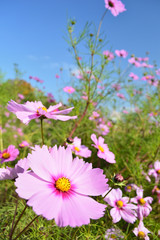 A sunny day in the autumn, pink cosmos flowers in the background of the sky © koufuu