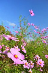 A sunny day in the autumn, pink cosmos flowers in the background of the sky  © koufuu