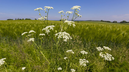 Yarrow and grain field in summer, Lüneburger Heide, Germany.