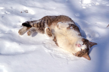 Obraz premium Cat in snow.