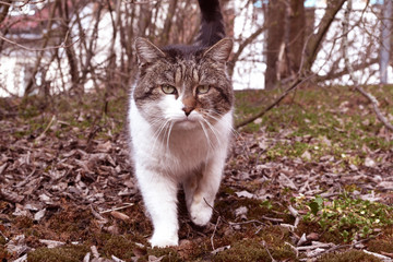 Naklejka na ściany i meble Walking cat in the garden.