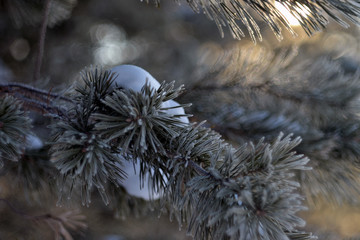 Closeup winter pine in Urals