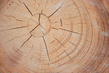 rustikale Holzscheibe, Querschnitt durch einen Baumstamm