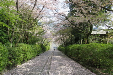 桜の咲く階段の風景